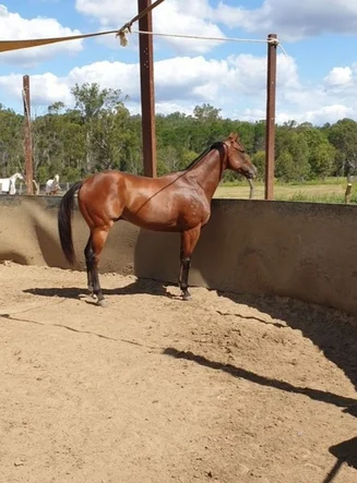 Additional image 14 of 23a Videroni St, Bundamba QLD 4304