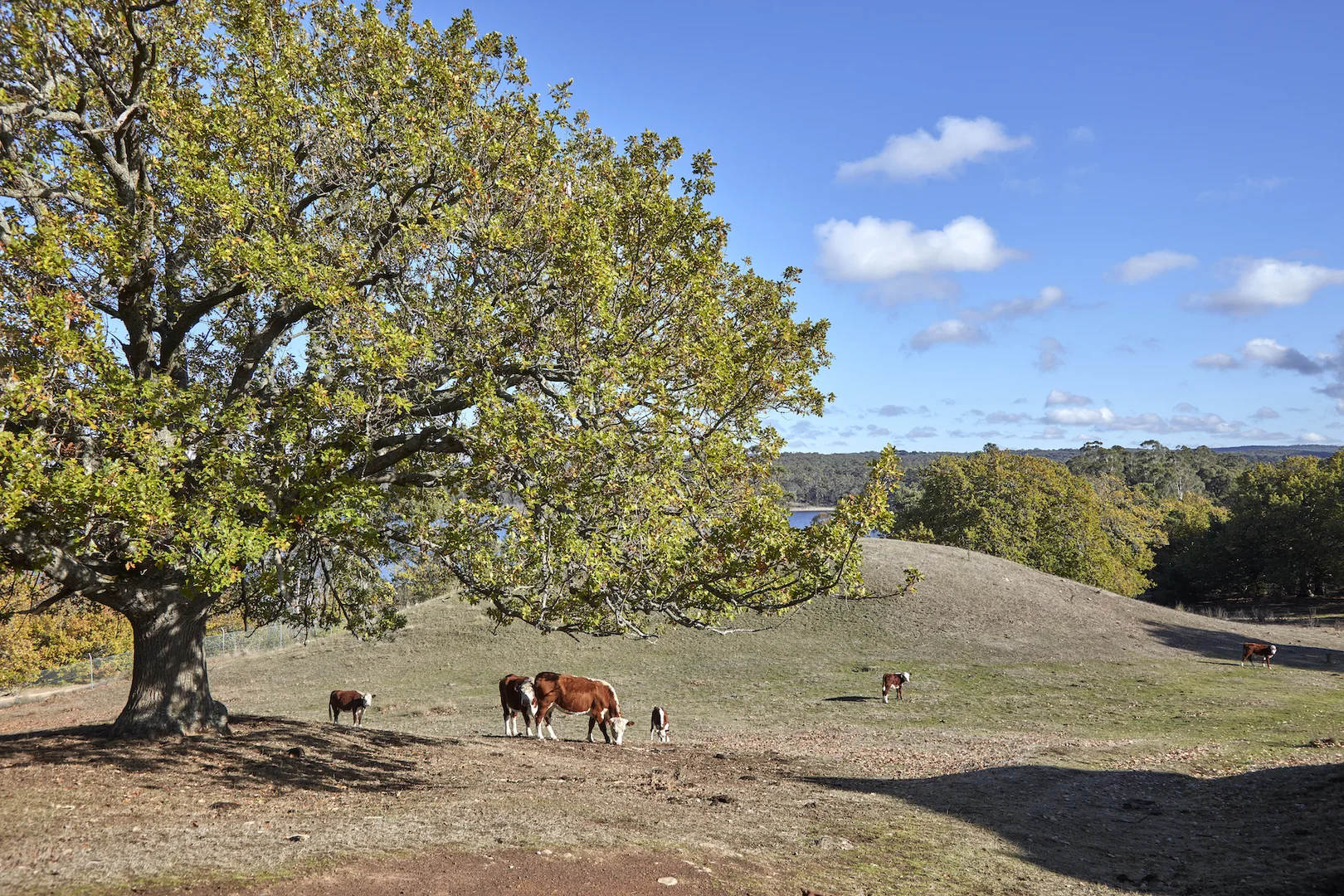 Additional image 7 of 233 Ross Watt Road, Gisborne VIC 3437