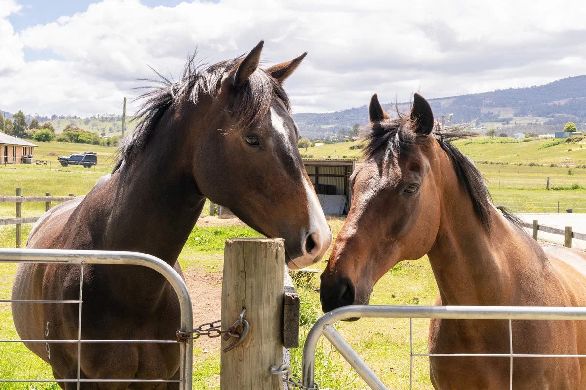 Additional image 32 of 15 Gangells Lane, Bagdad TAS 7030