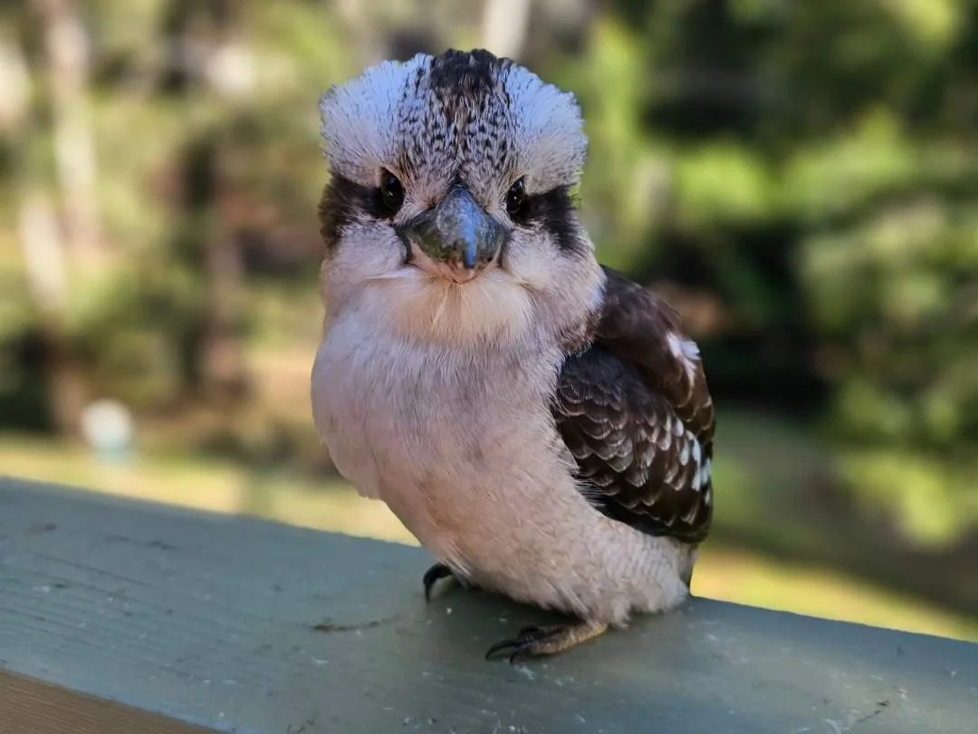 Additional image 14 of 30 Rosella Street, Sawmill Settlement VIC 3723