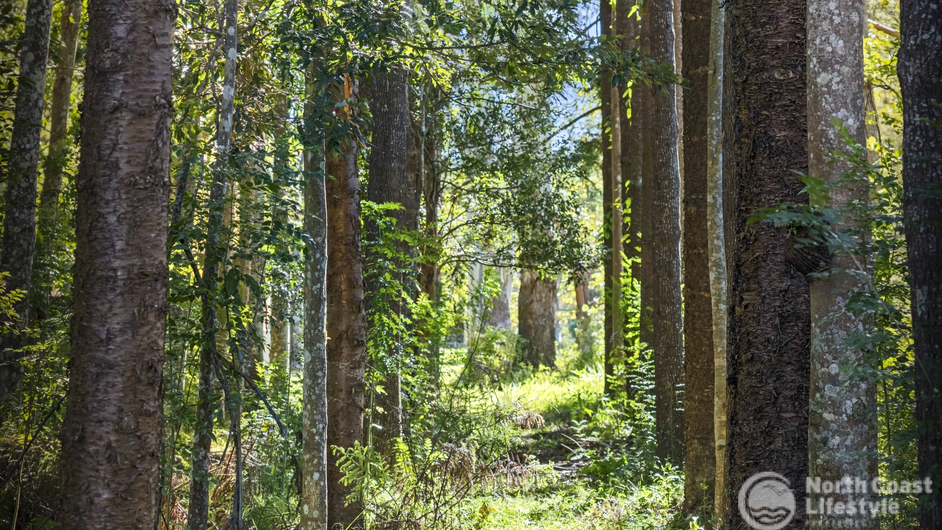 Additional image 53 of 3 Poinciana Street, Mullumbimby NSW 2482