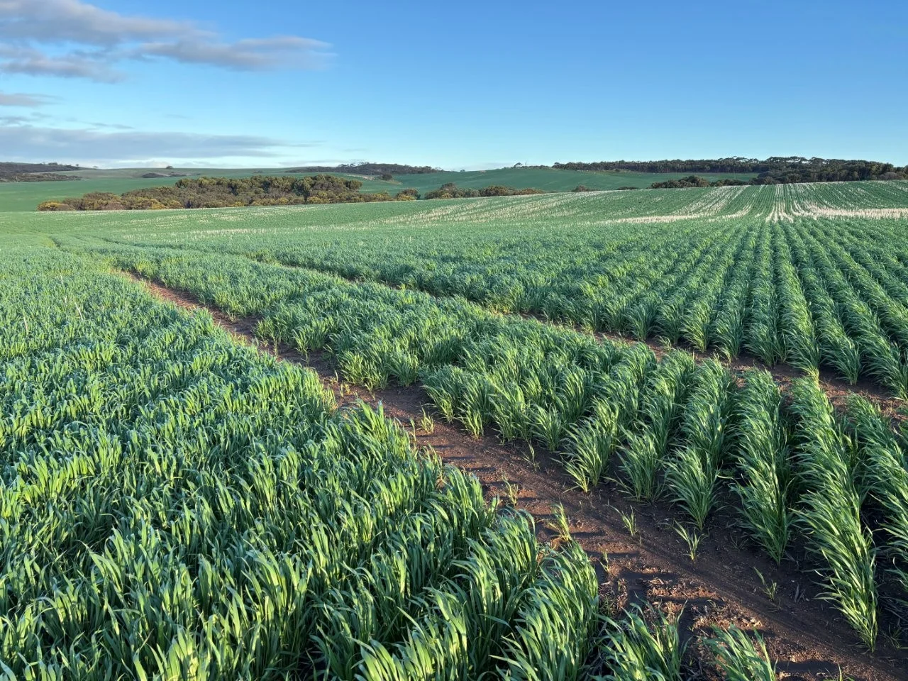 Additional image 6 of Lot 5 McAvaney Lane, Whites Flat SA 5607