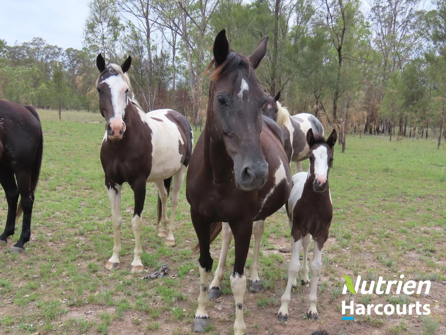 Additional image 6 of 2138 Burra Burri Creek Road, Chinchilla QLD 4413