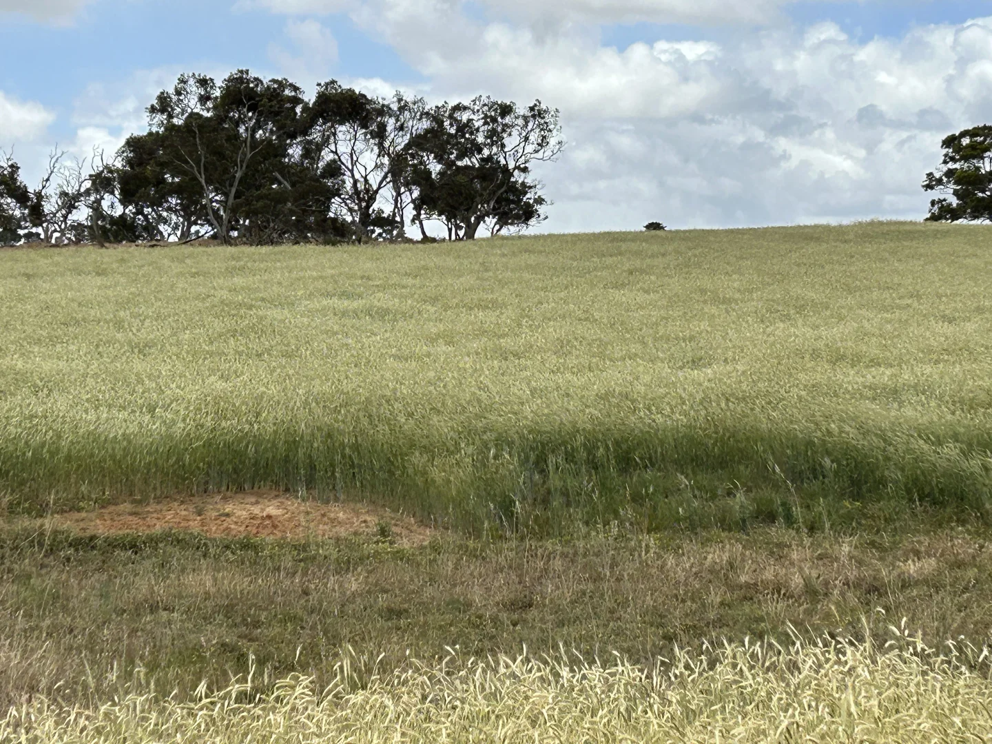 Additional image 2 of Lot 189 and 323 Roy Lawries Road, Lochaber SA 5271