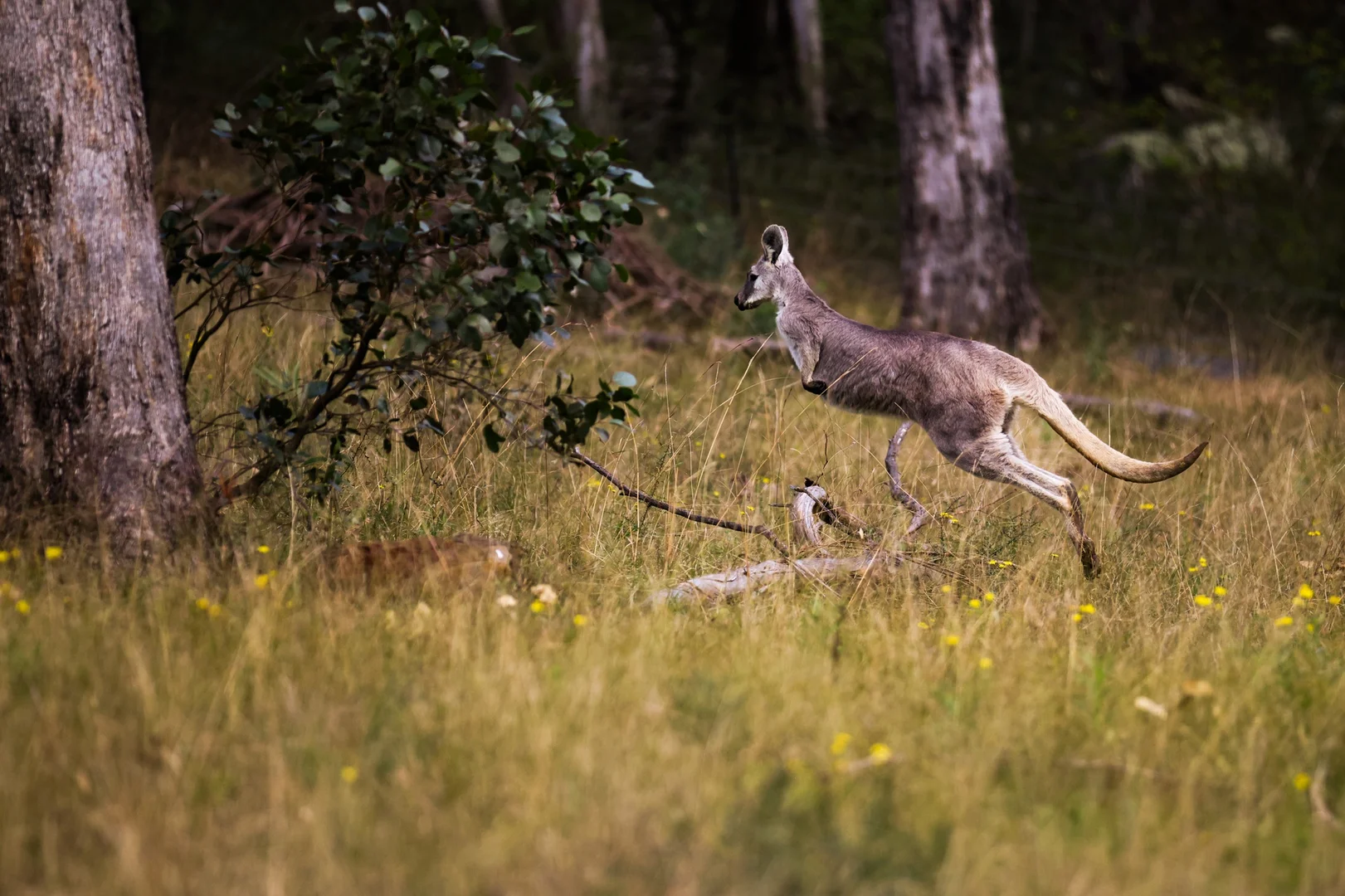 Additional image 50 of 159 Donalds Range Road, Razorback NSW 2571