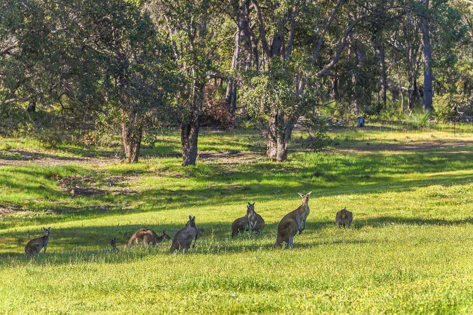 Additional image 32 of Guernsey Rise, Lower Chittering WA 6084