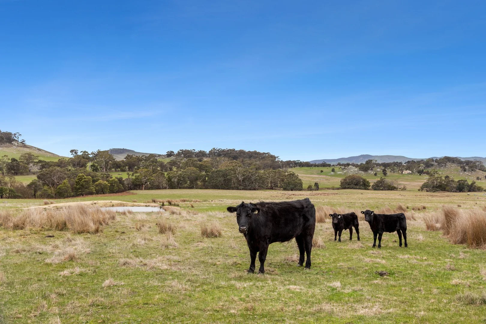Additional image 10 of 335 Tooborac-Baynton Road, Tooborac VIC 3522