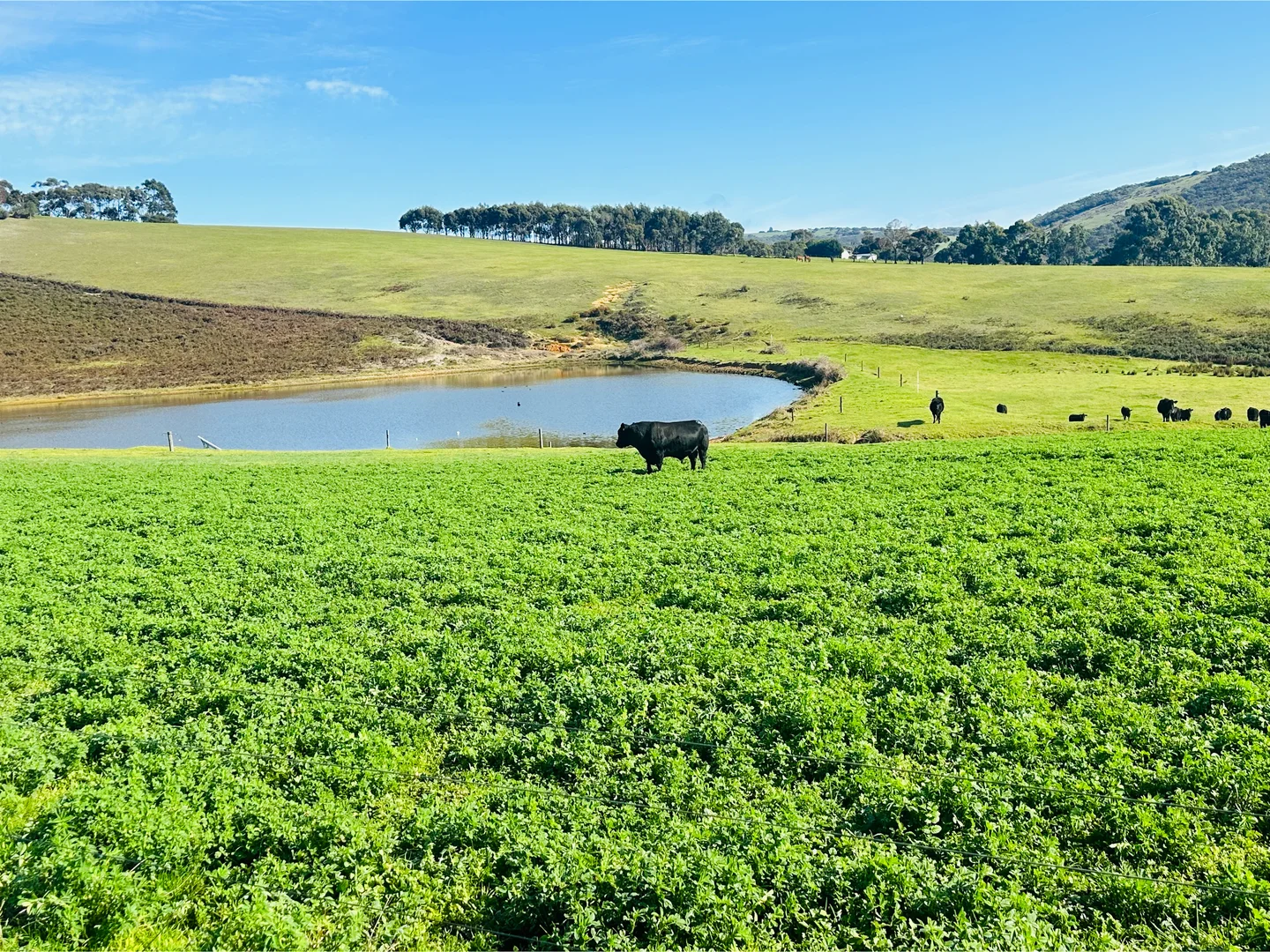 Additional image 27 of 700 Cleland Gully Road, Tooperang SA 5255