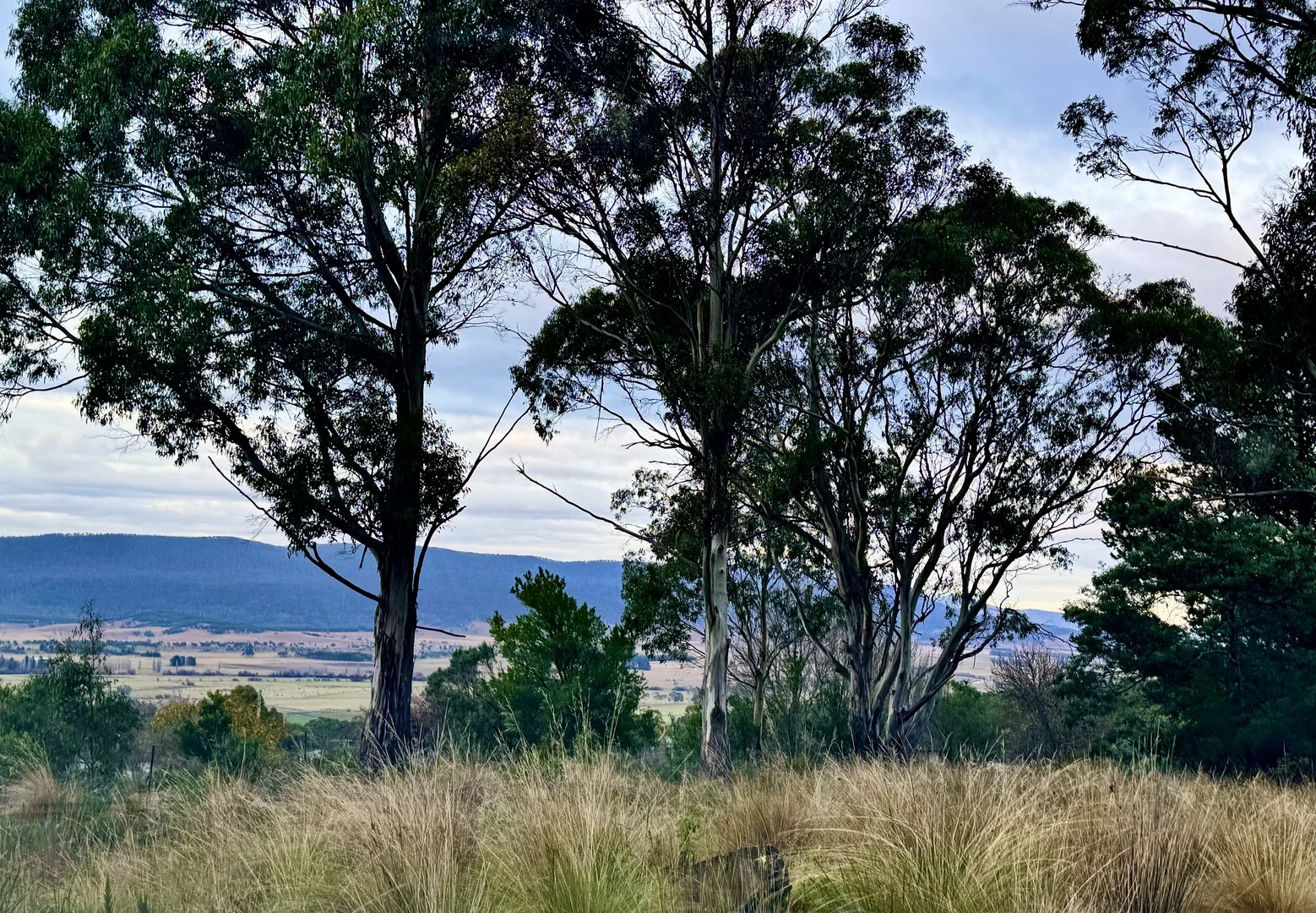 Additional image 2 of 14 Crosby Street, Cornwall TAS 7215