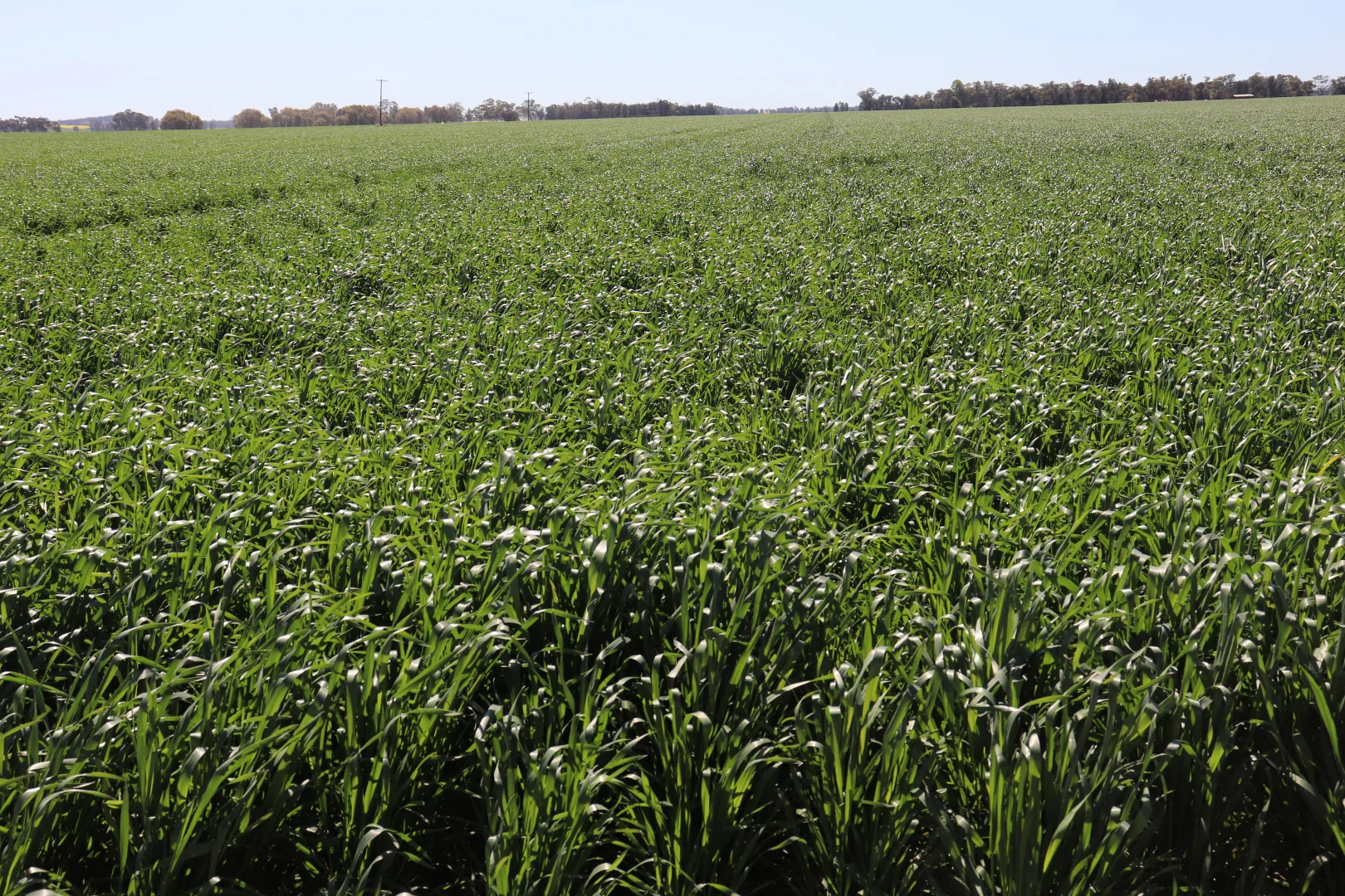 Additional image 13 of 2459 The Bogan Way, Parkes NSW 2870