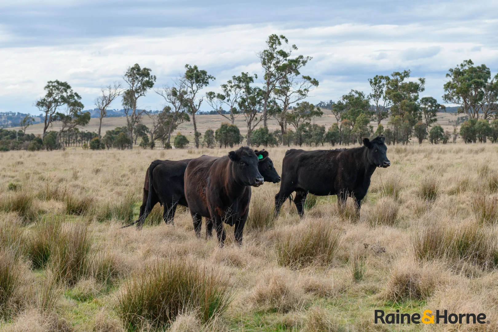 Additional image 31 of Lot 122 Nine Mile Road, Glen Innes NSW 2370