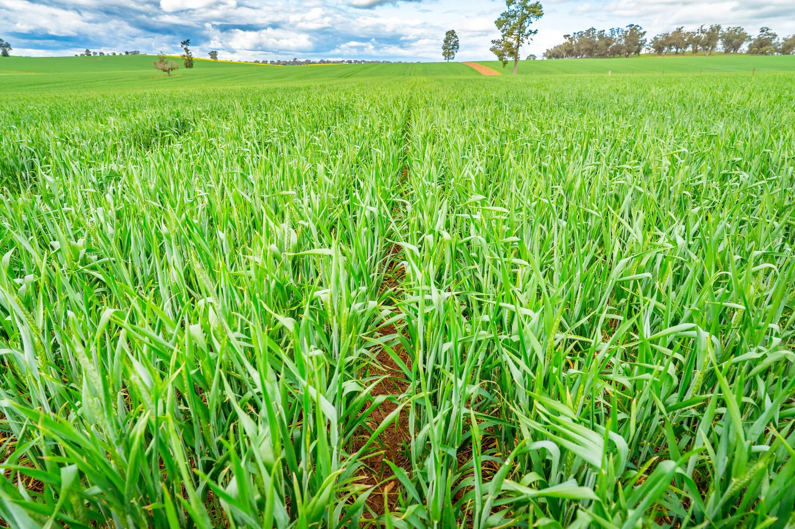 Additional image 8 of 1516 Osborne Pleasant HIlls Road, Pleasant Hills NSW 2658