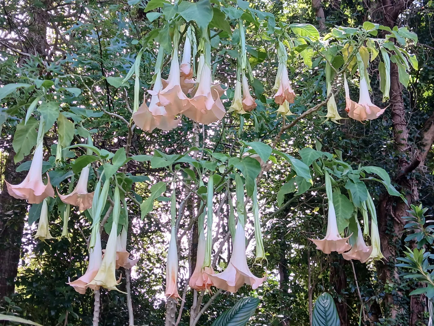 Additional image 32 of 425 Mount Nimmel Road, Austinville QLD 4213