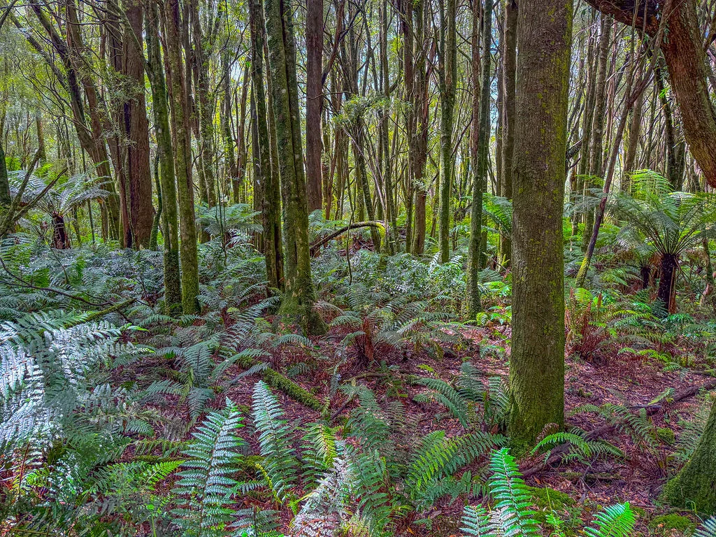 Additional image 12 of 54 Gardner Street, Beech Forest VIC 3237