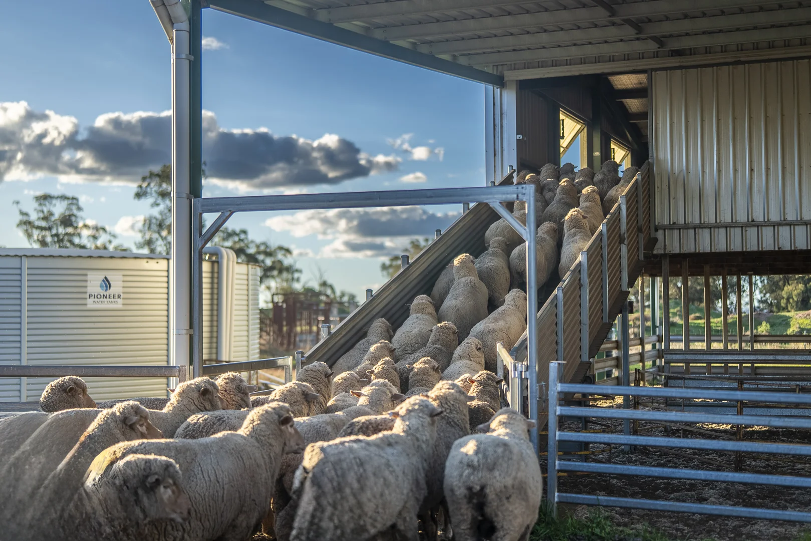 Additional image 6 of Ashford Heath 47 Adios Lane, Bogan Gate NSW 2876