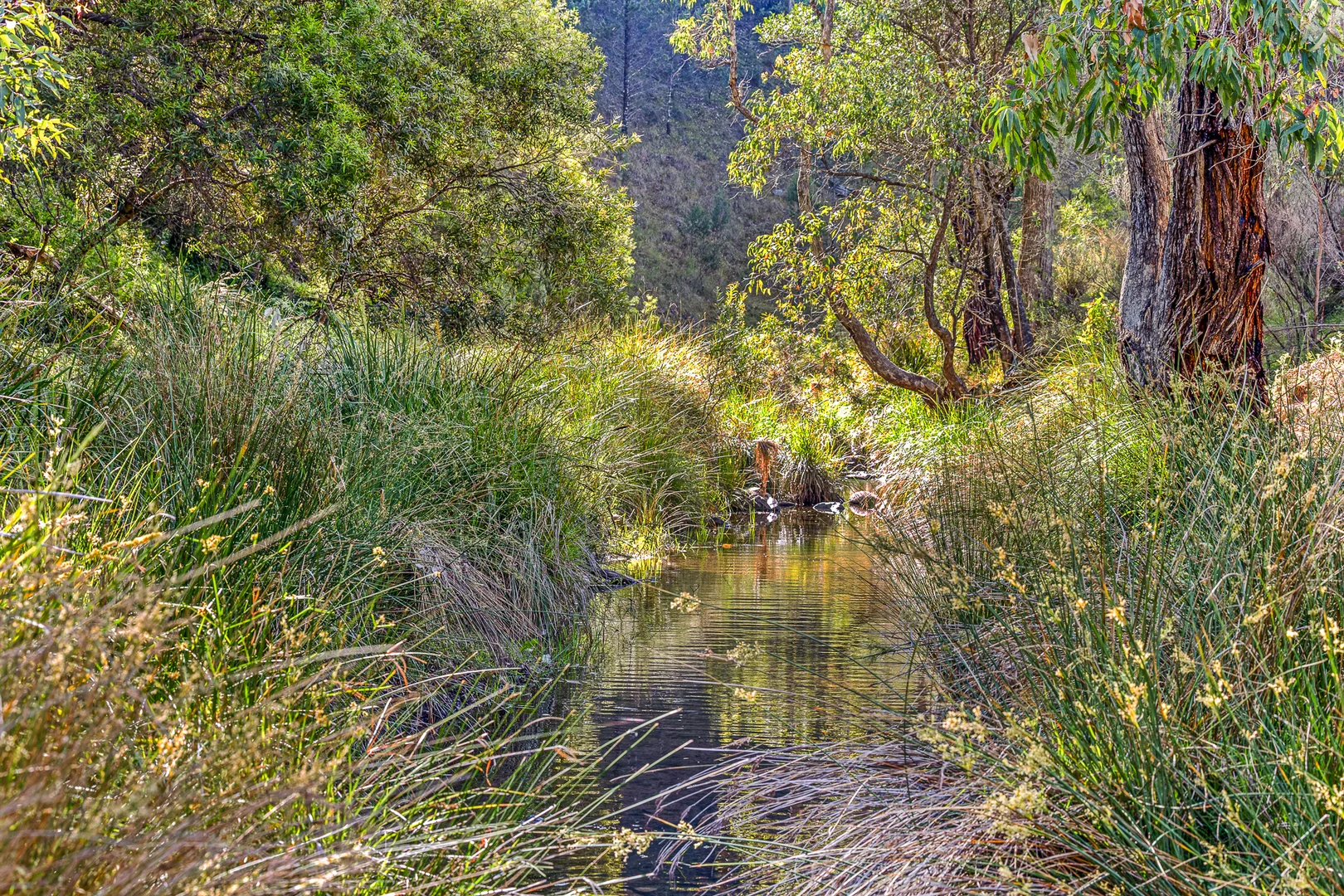 Additional image 24 of "Upper Forest View" 562 Wisemans Arm Road, Attunga NSW 2345