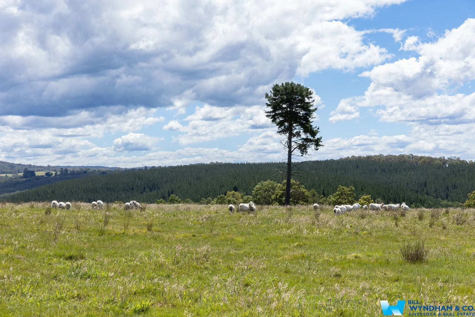 Additional image 30 of 3235 Bairnsdale - Dargo Road, Glenaladale VIC 3864