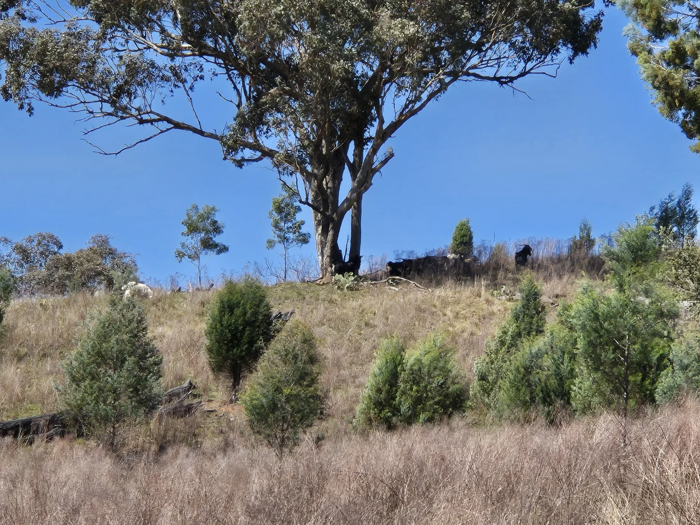 Additional image 14 of 46 Worlds End Rd, Yarrabin NSW 2850