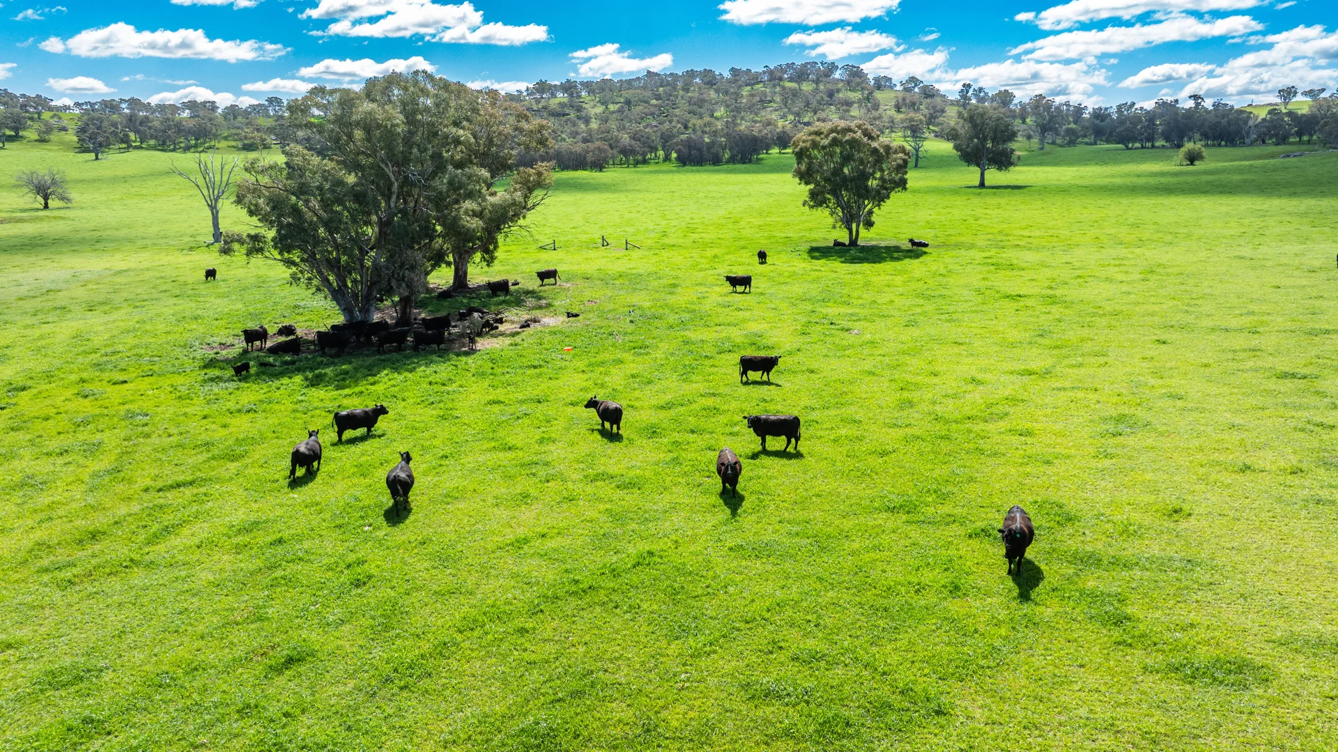 Additional image 16 of 413 Reynella Road, Walbundrie NSW 2642