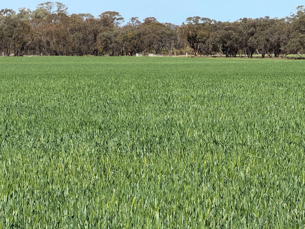 Additional image 11 of 'Dundee', 122 Winters Lane, West Wyalong NSW 2671