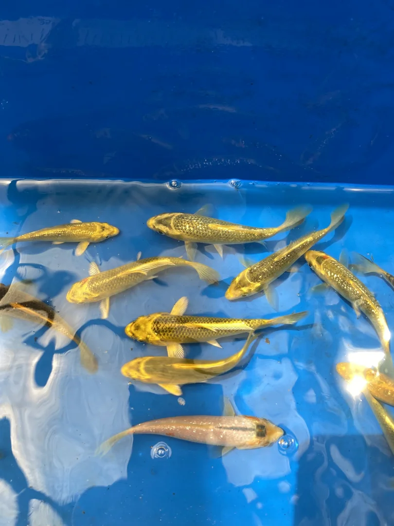 Additional image 14 of 16 Fairfax Road, Woollamia NSW 2540