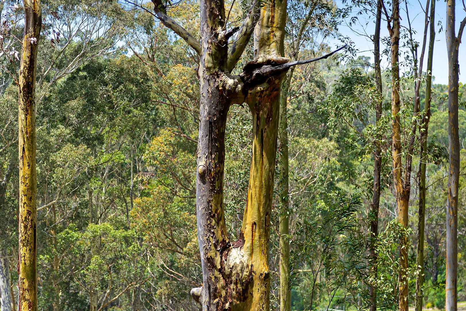 Additional image 34 of 31 Burri Road, Malua Bay NSW 2536