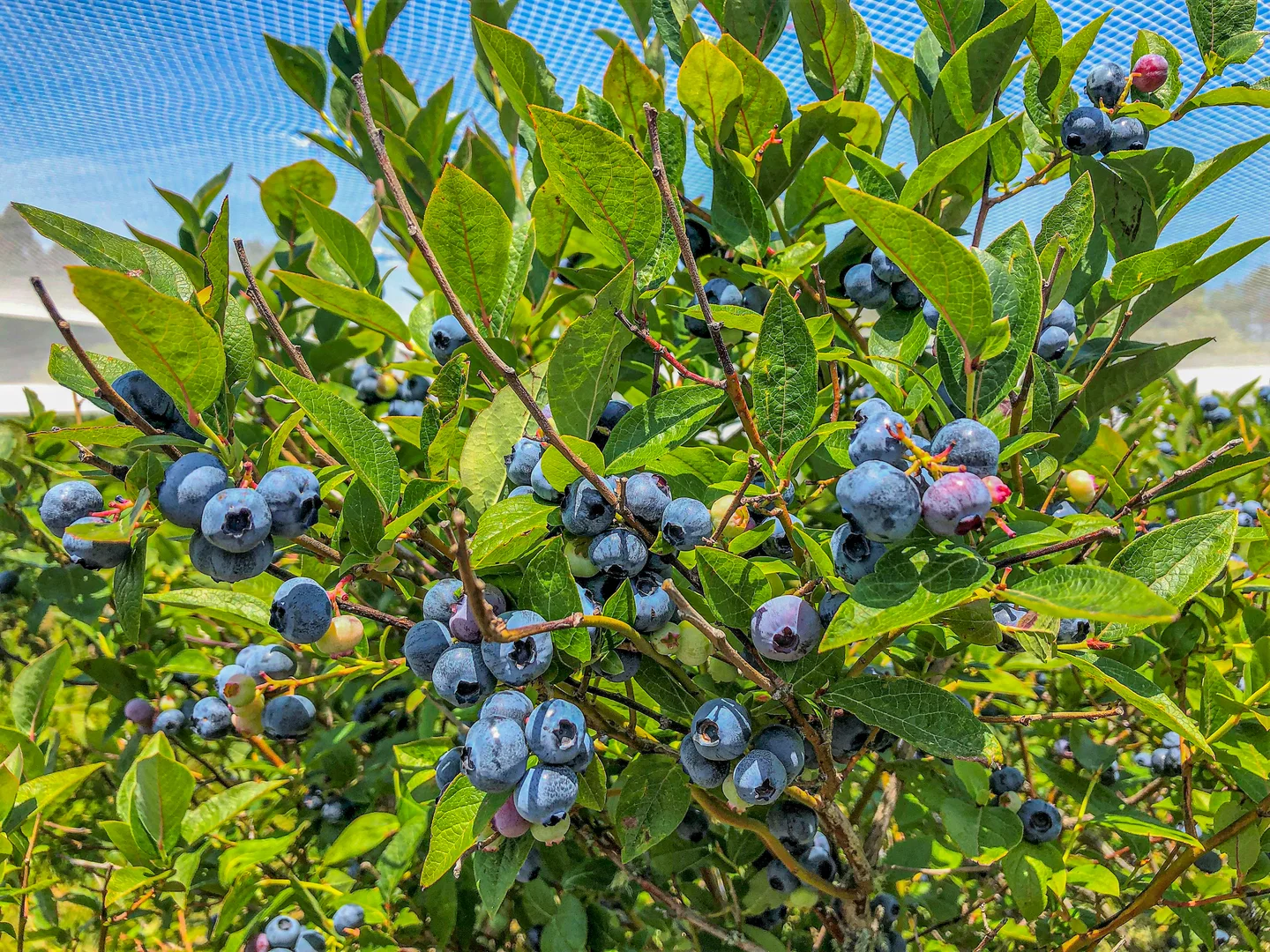 Additional image 40 of 304 Dickensons Creek Road, Glen Huon TAS 7109