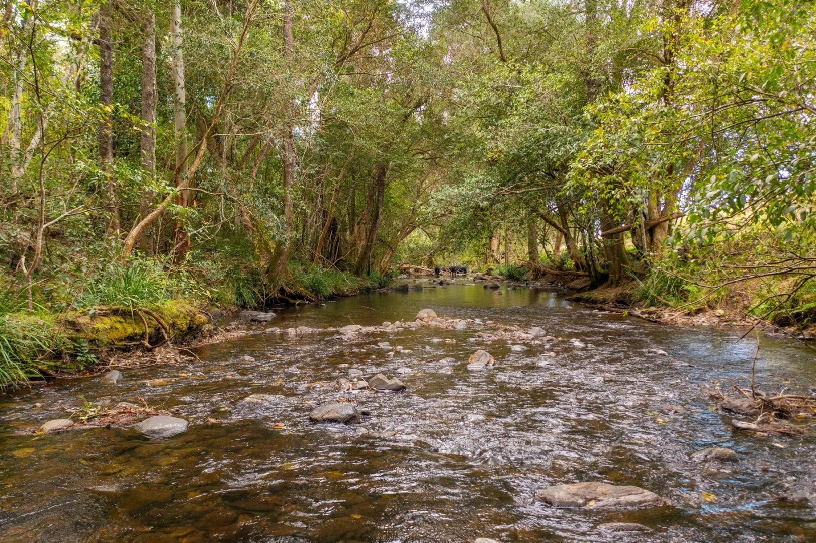 Additional image 11 of Lot 24 209 Tobins River Road, Mount Seaview NSW 2446