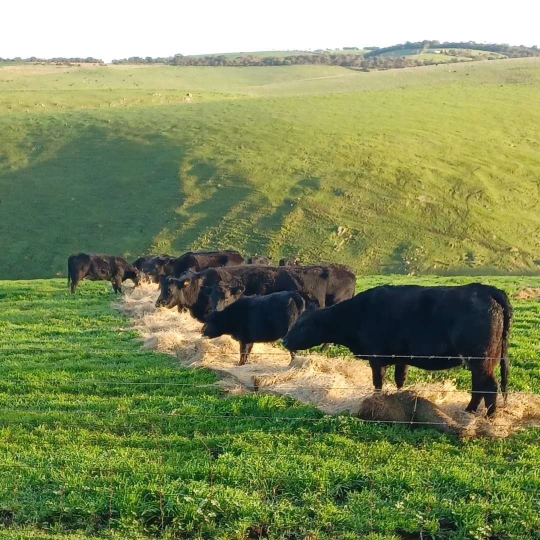 Additional image 31 of 333 Smith Hill Road, Carrickalinga SA 5204