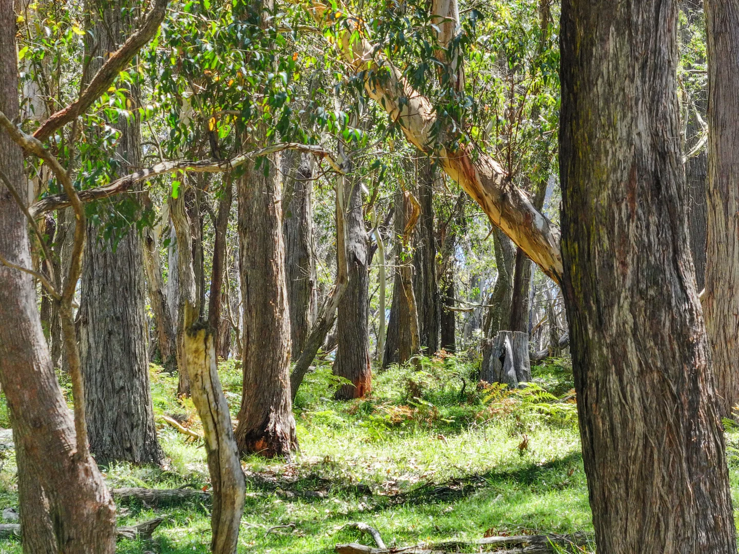 Additional image 19 of 12 Bluebell Road, Braidwood NSW 2622