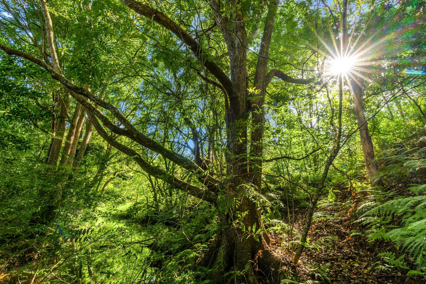 Additional image 11 of 111 Fowlers Lane, Bangalow NSW 2479