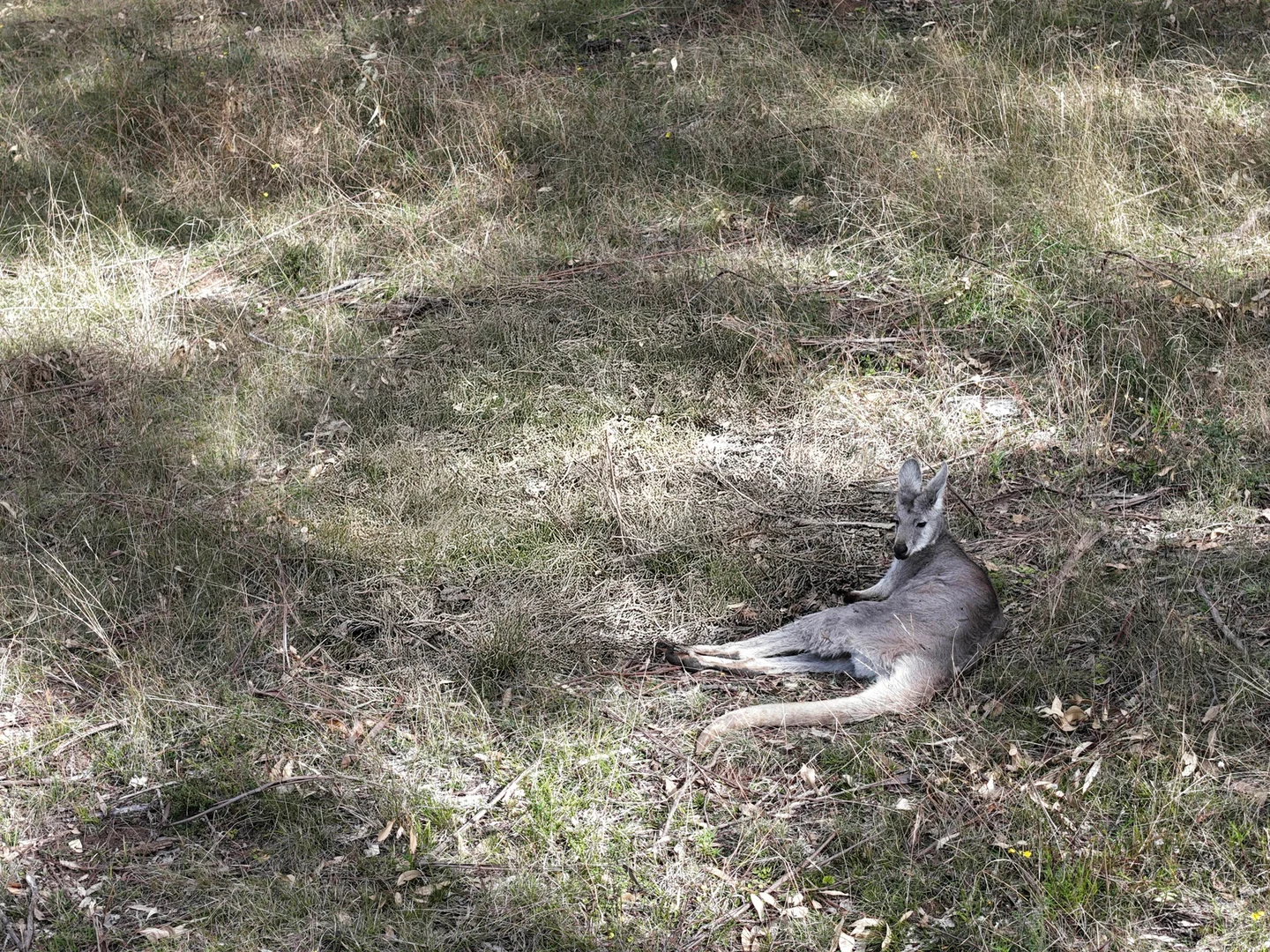 Additional image 38 of 159 Donalds Range Road, Razorback NSW 2571