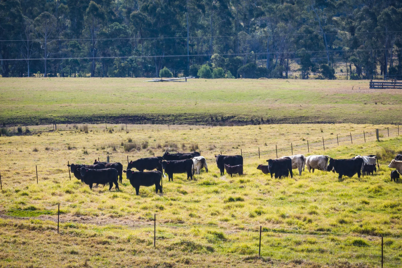 Additional image 5 of 231-232 Mount Darragh Road, South Pambula NSW 2549