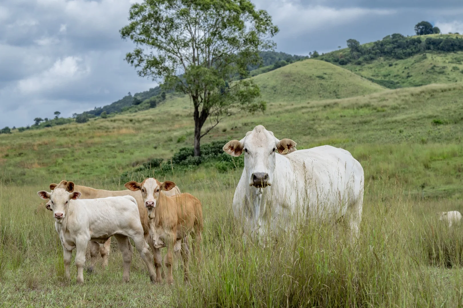 Additional image 2 of Goomeribong QLD 4601