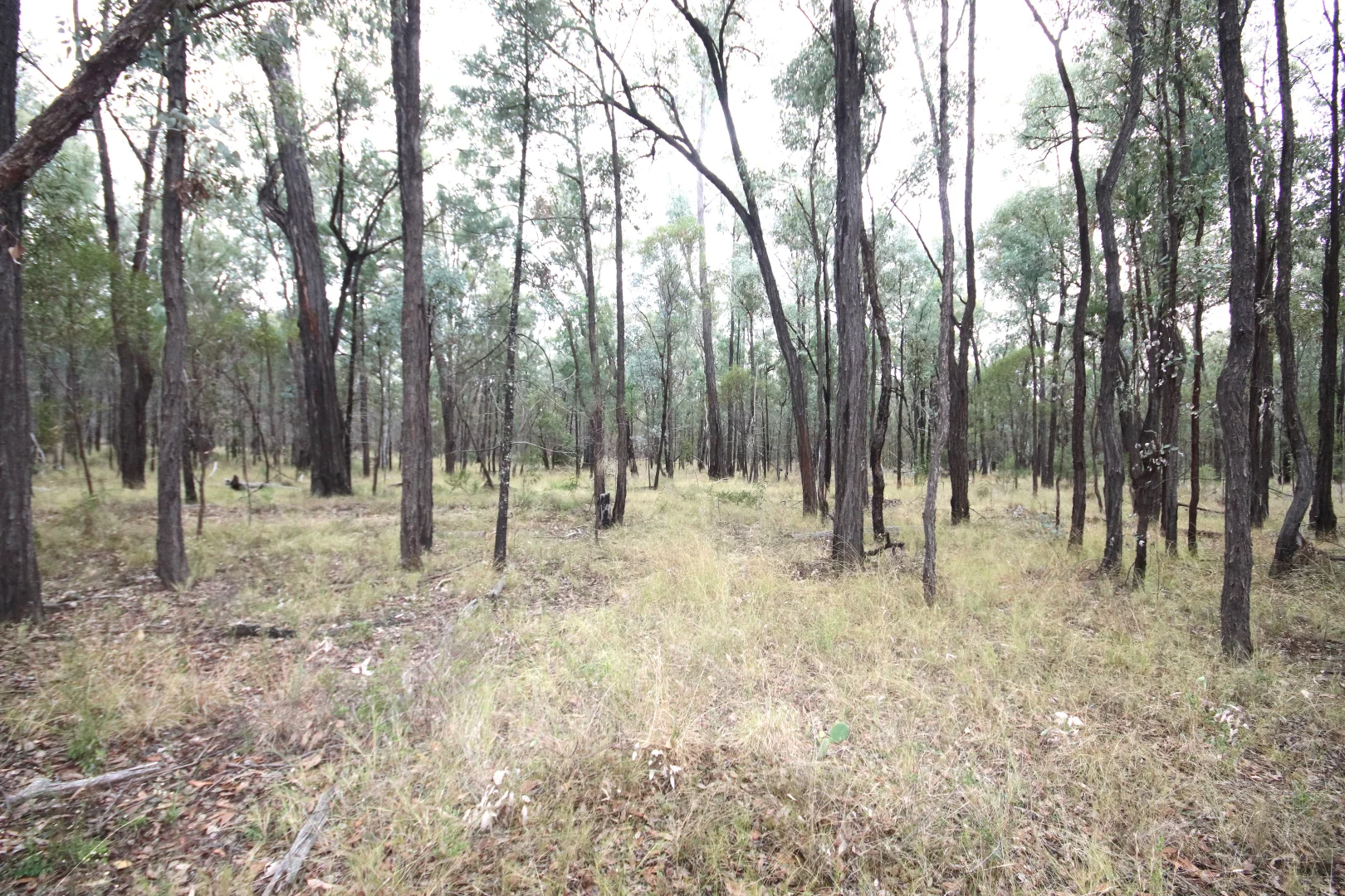 Additional image 14 of Lots 1 & N Yagaburne-Boondandilla Road, Boondandilla QLD 4406