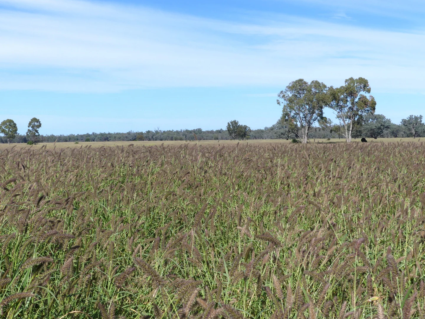 Additional image 33 of 'Glencoe' 28547 Carnarvon Highway, Roma QLD 4455