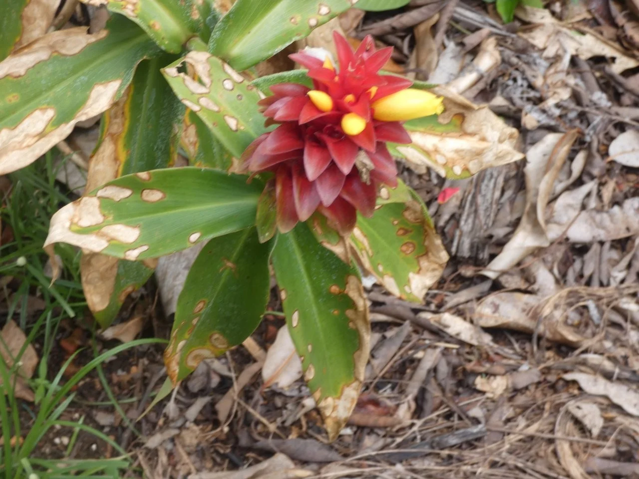 Additional image 21 of Lambells Lagoon NT 0822