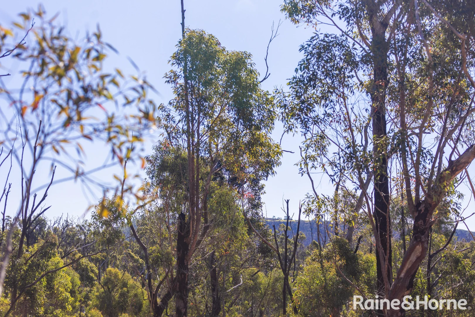 Additional image 11 of Lot 6 of Lot 33 Little Forest Road, Little Forest NSW 2538