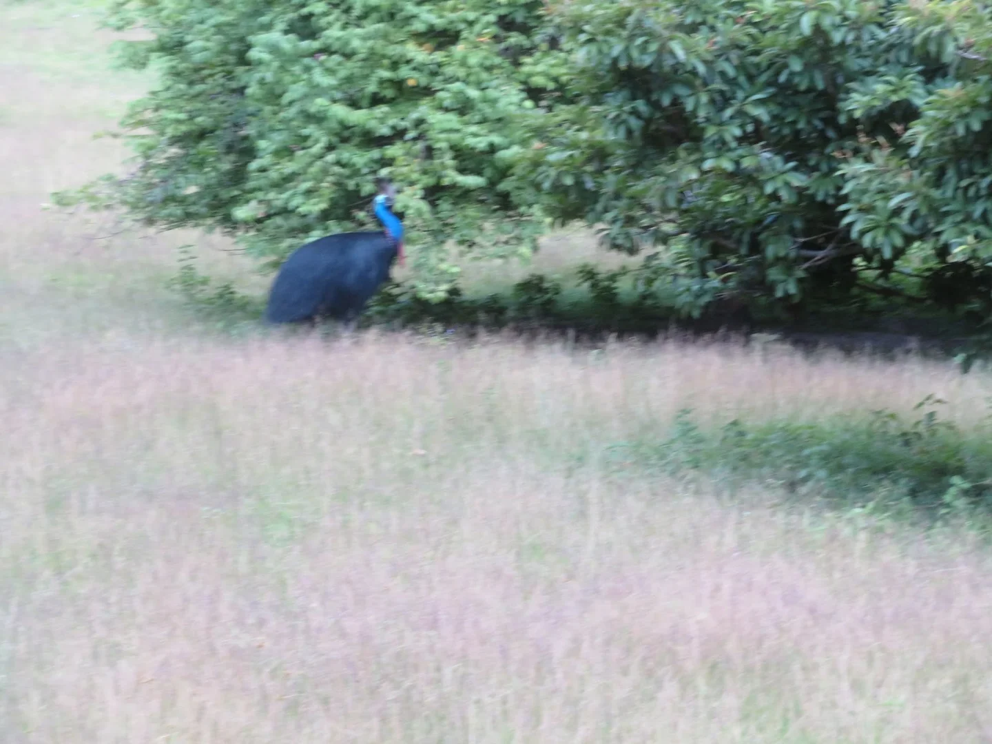 Additional image 15 of 364 Coquette Point Road, Coquette Point QLD 4860