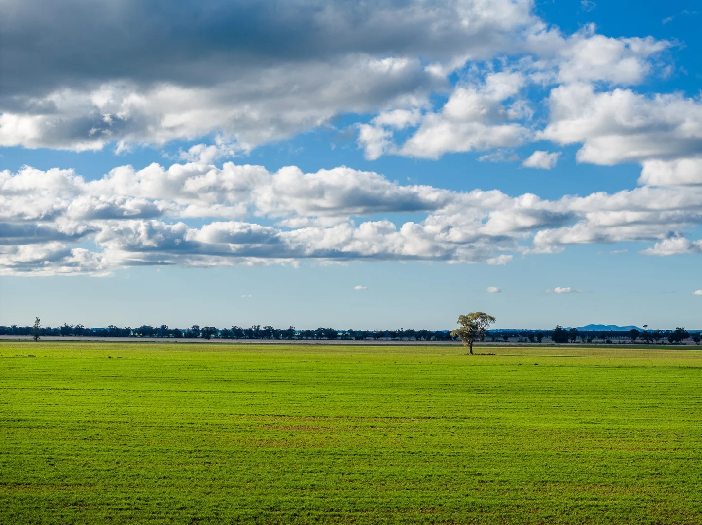 Additional image 5 of 795 Younga Plains Rd, West Wyalong NSW 2671