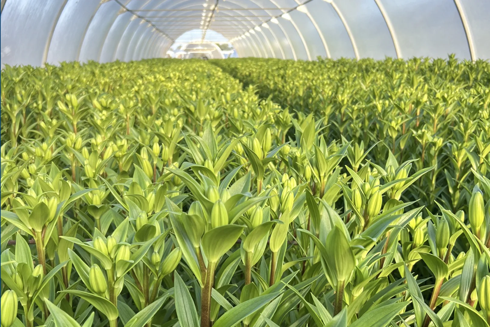 Additional image 7 of 620 River Road, Murchison North VIC 3610