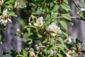 Additional image 56 of 2315 Eunice St, Berkeley, CA, 94708