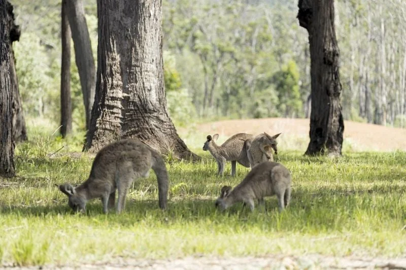 Additional image 11 of 004/11 Resort Road, Kew NSW 2439