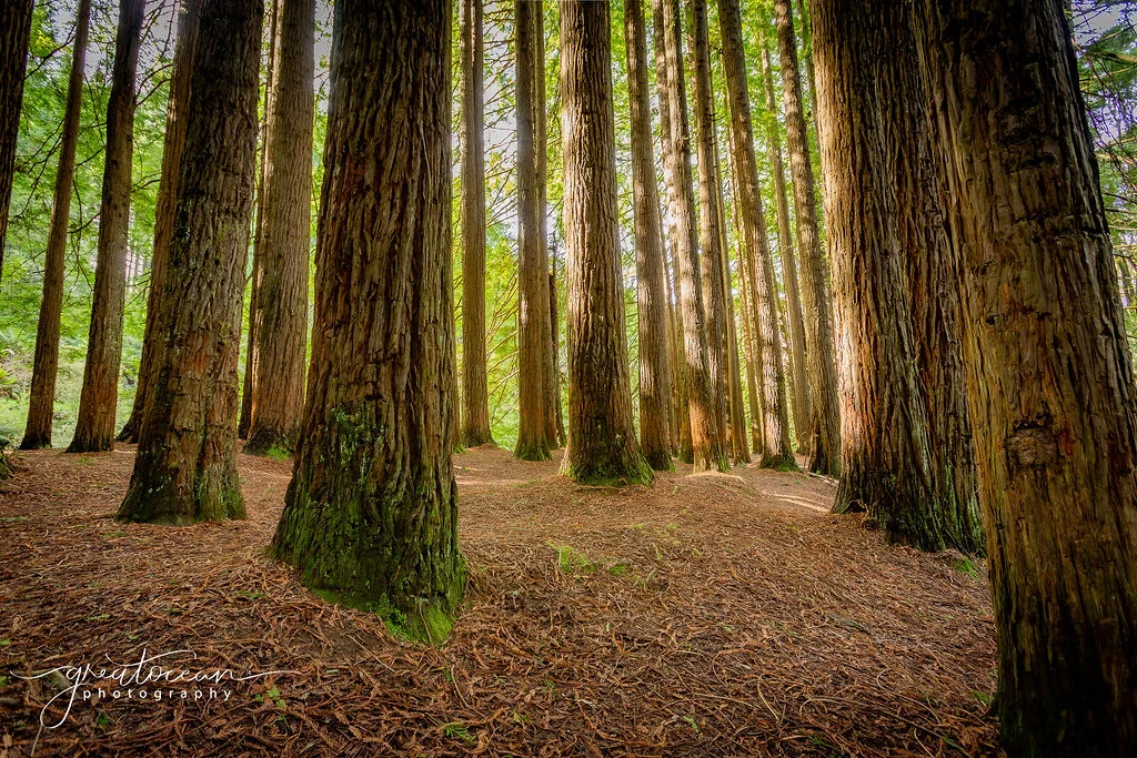 Additional image 5 of 54 Gardner Street, Beech Forest VIC 3237