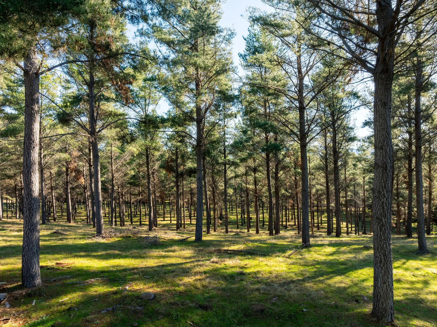 Additional image 13 of 252 Taggerty - Thornton Road, Taggerty VIC 3714