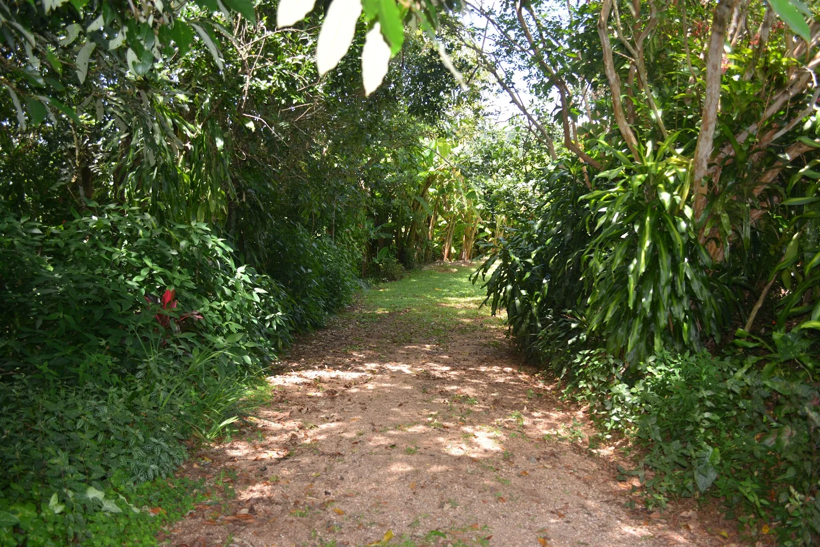 Additional image 48 of 780 MIDDLEBROOK ROAD, Millaa Millaa QLD 4886