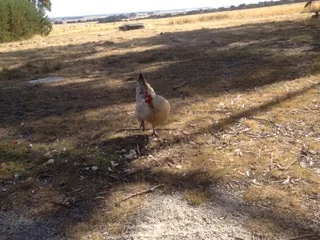 Additional image 18 of 189 Summer Camp Road, Memana TAS 7255