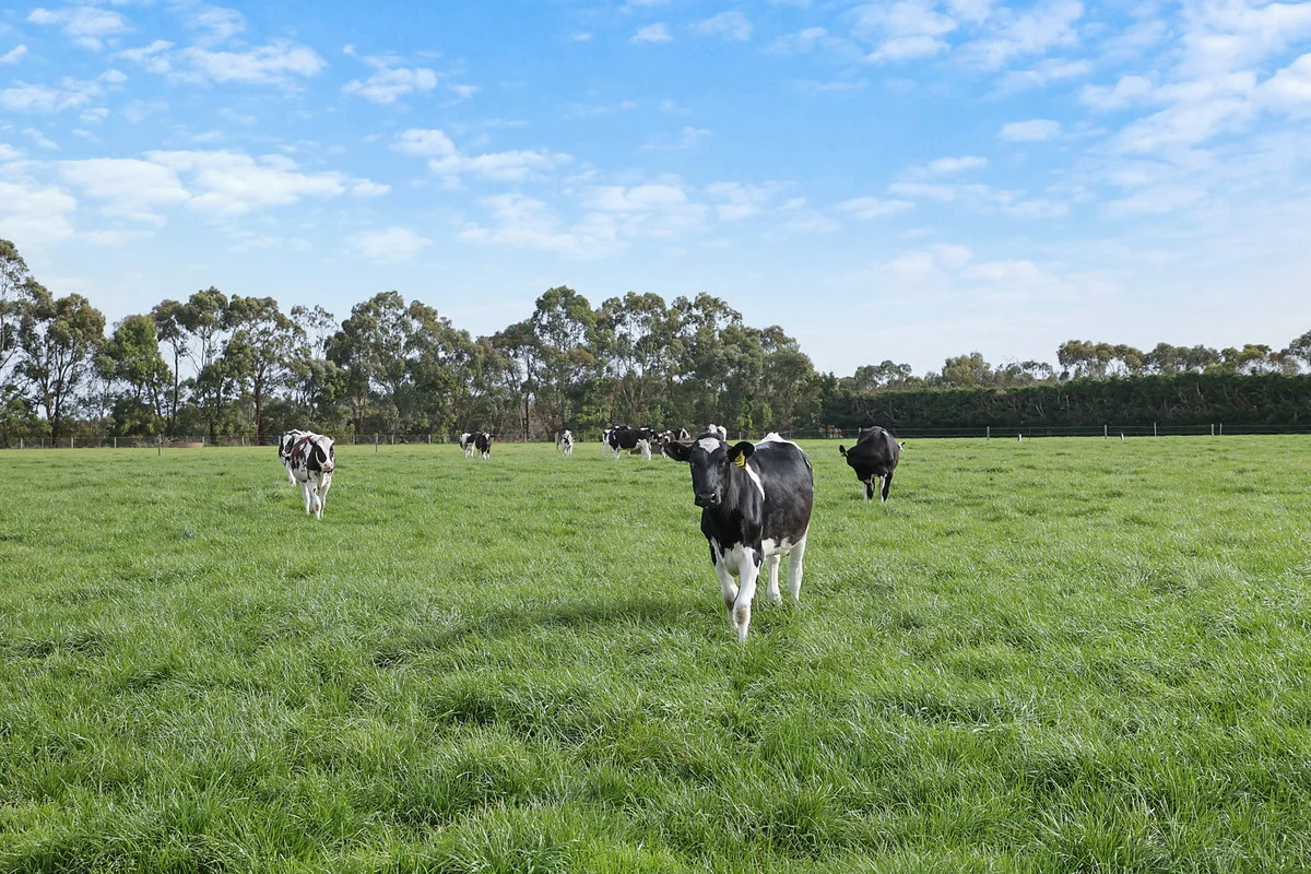 Additional image 4 of 570 Swan Marsh Road, Swan Marsh VIC 3249