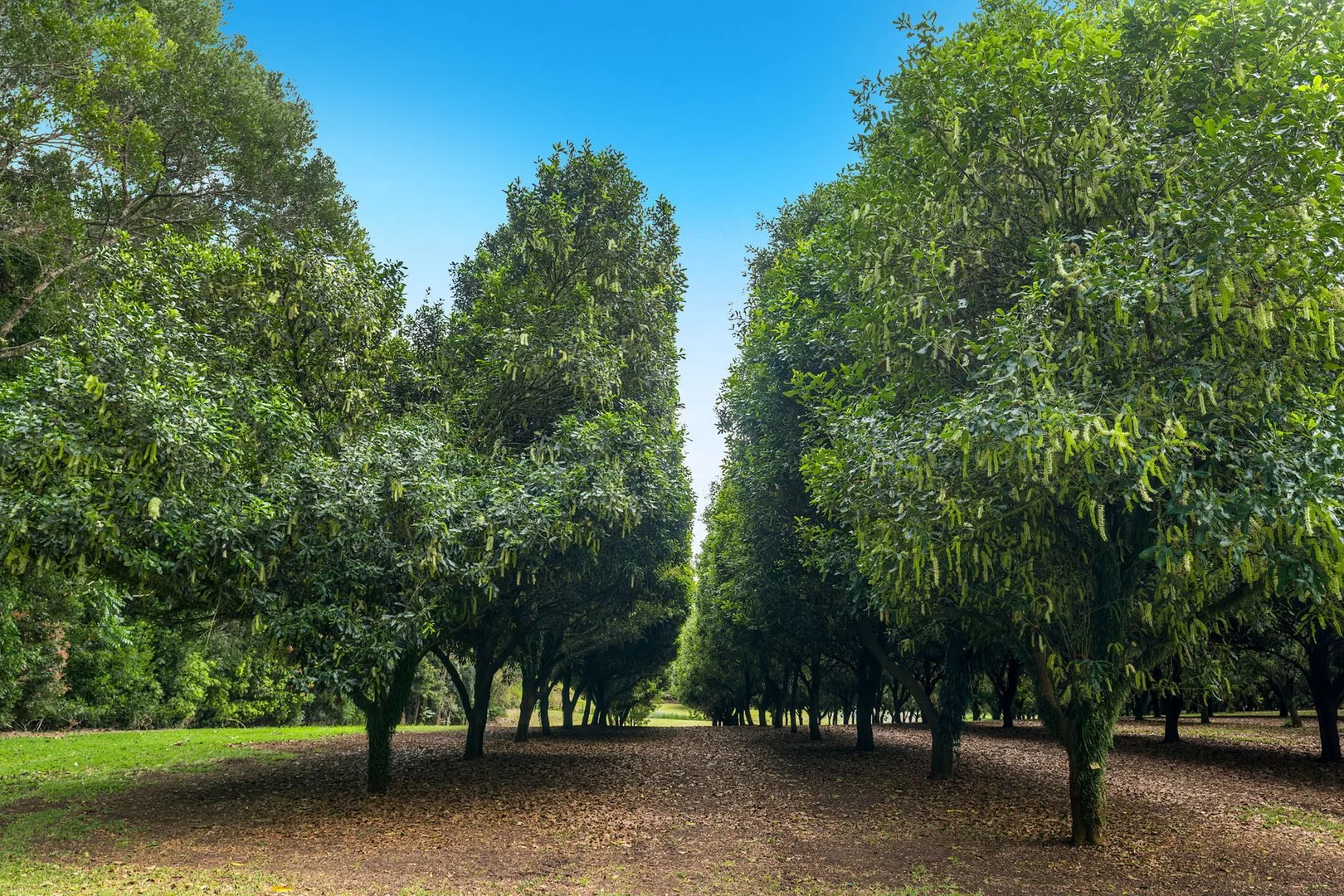 Additional image 27 of 271 Alcorn Road, Knockrow NSW 2479