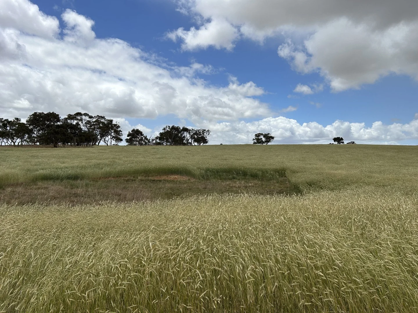 Lot 189 and 323 Roy Lawries Road, Lochaber SA 5271